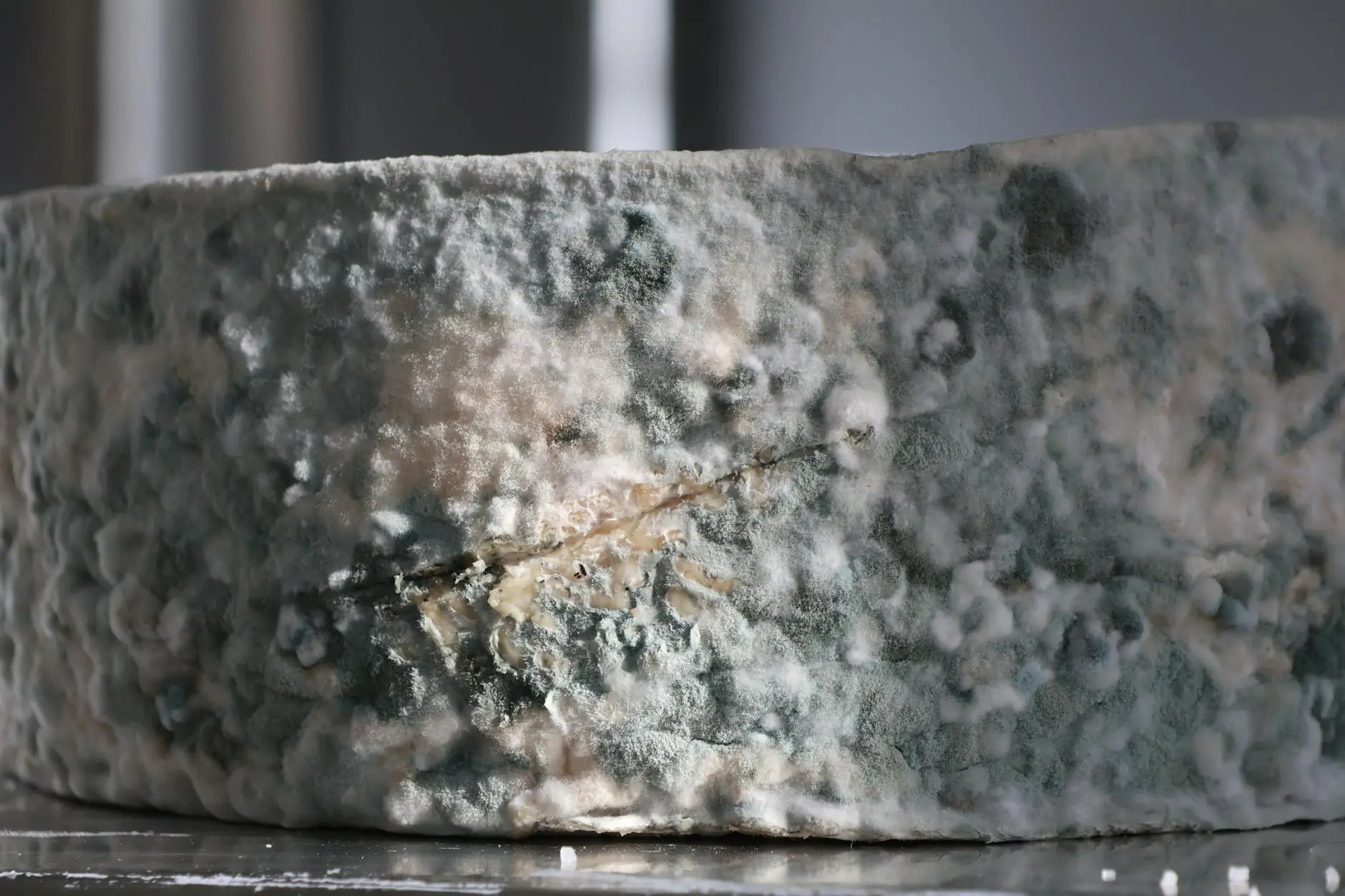 Recognizing Hidden Mold Growth Before Severe Damage Occurs — Reno